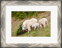 Framed Alberta, Jasper NP, Mountain Goat wildlife