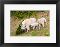 Framed Alberta, Jasper NP, Mountain Goat wildlife