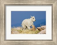 Framed Mountain Goat, Rocky Mountains, Colorado