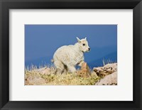 Framed Mountain Goat, Rocky Mountains, Colorado