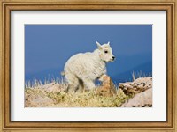 Framed Mountain Goat, Rocky Mountains, Colorado