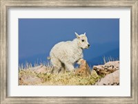 Framed Mountain Goat, Rocky Mountains, Colorado