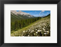 Framed Oxeye daisy flowers, Kananaskis Range, Alberta