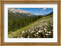 Framed Oxeye daisy flowers, Kananaskis Range, Alberta