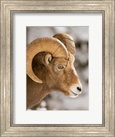 Framed Bighorn sheep, Maligne Canyon, Jasper NP, Alberta