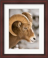 Framed Bighorn sheep, Maligne Canyon, Jasper NP, Alberta