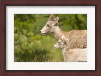 Framed Bighorn sheep wildlife, Peter Lougheed Park, Alberta