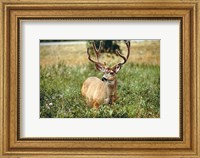 Framed Grazing mule deer buck, Waterton Lakes NP, Canada