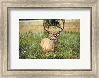 Framed Grazing mule deer buck, Waterton Lakes NP, Canada