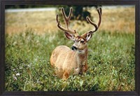 Framed Grazing mule deer buck, Waterton Lakes NP, Canada