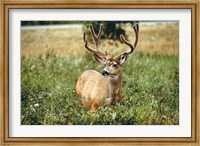 Framed Grazing mule deer buck, Waterton Lakes NP, Canada