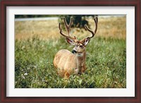 Framed Grazing mule deer buck, Waterton Lakes NP, Canada