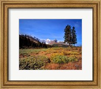 Framed Landscape with Mt Saskatchewan, Banff NP, Alberta
