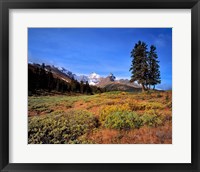 Framed Landscape with Mt Saskatchewan, Banff NP, Alberta