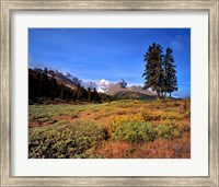 Framed Landscape with Mt Saskatchewan, Banff NP, Alberta