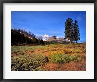 Framed Landscape with Mt Saskatchewan, Banff NP, Alberta