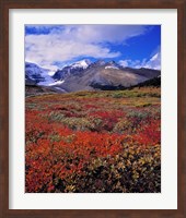 Framed Alberta, Columbia Icefields, Huckleberry meadows