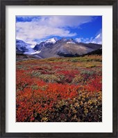 Framed Alberta, Columbia Icefields, Huckleberry meadows