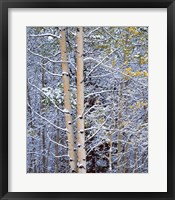 Framed Alberta, Peter Lougheed PP Aspen trees in snow