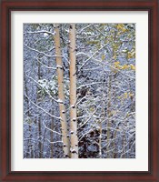 Framed Alberta, Peter Lougheed PP Aspen trees in snow
