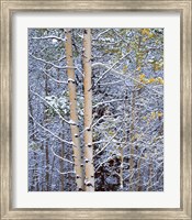 Framed Alberta, Peter Lougheed PP Aspen trees in snow