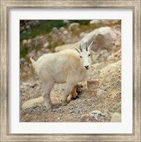 Framed Alberta, Banff NP, Rocky Mountain goat