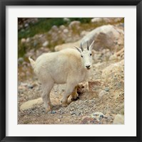 Framed Alberta, Banff NP, Rocky Mountain goat