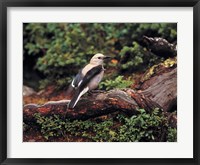 Framed Clark's Nutcrackers bird in Banff NP, Alberta