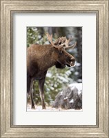 Framed Alberta, Jasper National Park Bull Moose wildlife