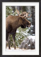 Framed Alberta, Jasper National Park Bull Moose wildlife