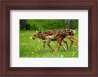 Framed Canada, Alberta, Waterton Lakes NP, Mule deer fawns