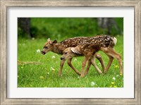 Framed Canada, Alberta, Waterton Lakes NP, Mule deer fawns