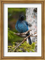 Framed Canada, Alberta, Waterton Lakes NP, Stellar's Jay