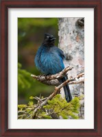 Framed Canada, Alberta, Waterton Lakes NP, Stellar's Jay