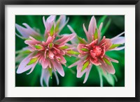 Framed Indian Paintbrush, Banff National Park, Alberta, Canada