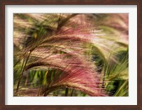 Framed Foxtail barley, Banff NP, Alberta, Canada