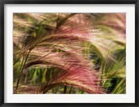 Framed Foxtail barley, Banff NP, Alberta, Canada