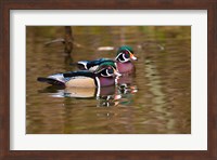 Framed Wood ducks, British Columbia, Canada