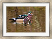 Framed Wood ducks, British Columbia, Canada