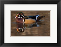 Framed Close up of Wood duck, British Columbia, Canada