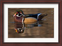 Framed Close up of Wood duck, British Columbia, Canada
