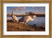 Framed Sandhill cranes, Migratory Bird Sanctuary, British Columbia, Canada