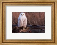 Framed Snowy owl, British Columbia, Canada