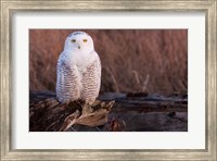 Framed Snowy owl, British Columbia, Canada
