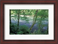 Framed Trees and Ferns on Banks of Campbell River, Vancouver Island, British Columbia
