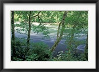 Framed Trees and Ferns on Banks of Campbell River, Vancouver Island, British Columbia