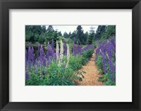 Framed Lupines by a Pond, Kitty Coleman Woodland Gardens, Comox Valley, Vancouver Island, British Columbia