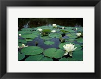 Framed White Water-Lily in Bloom, Kitty Coleman Woodland Gardens, Comox Valley, Vancouver Island, British Columbia