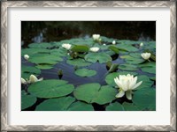 Framed White Water-Lily in Bloom, Kitty Coleman Woodland Gardens, Comox Valley, Vancouver Island, British Columbia