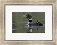 Framed Common Loon with Chick